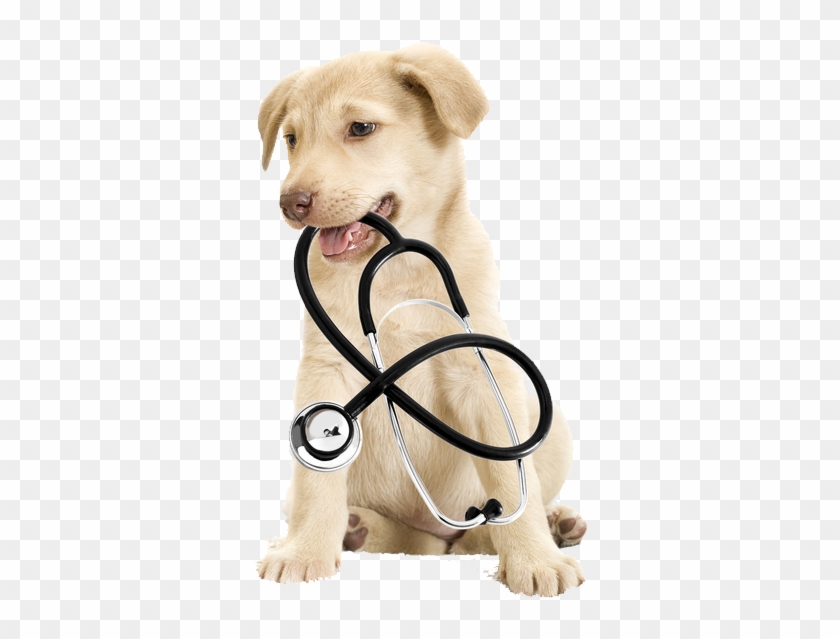 Contact Us - Dog And Cat Medical Clipart #4467165
