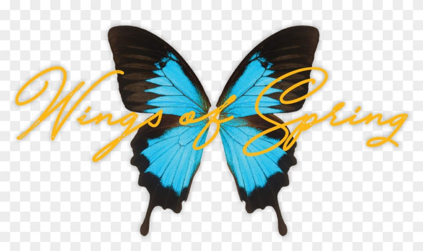 A Celebration Of Literacy - Black Blue Butterfly Png Clipart