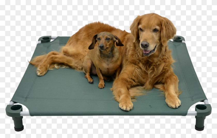 4 Legs 4 Pets Has Signed On As Ppg's Newest Corporate - Dog Catches Something Clipart