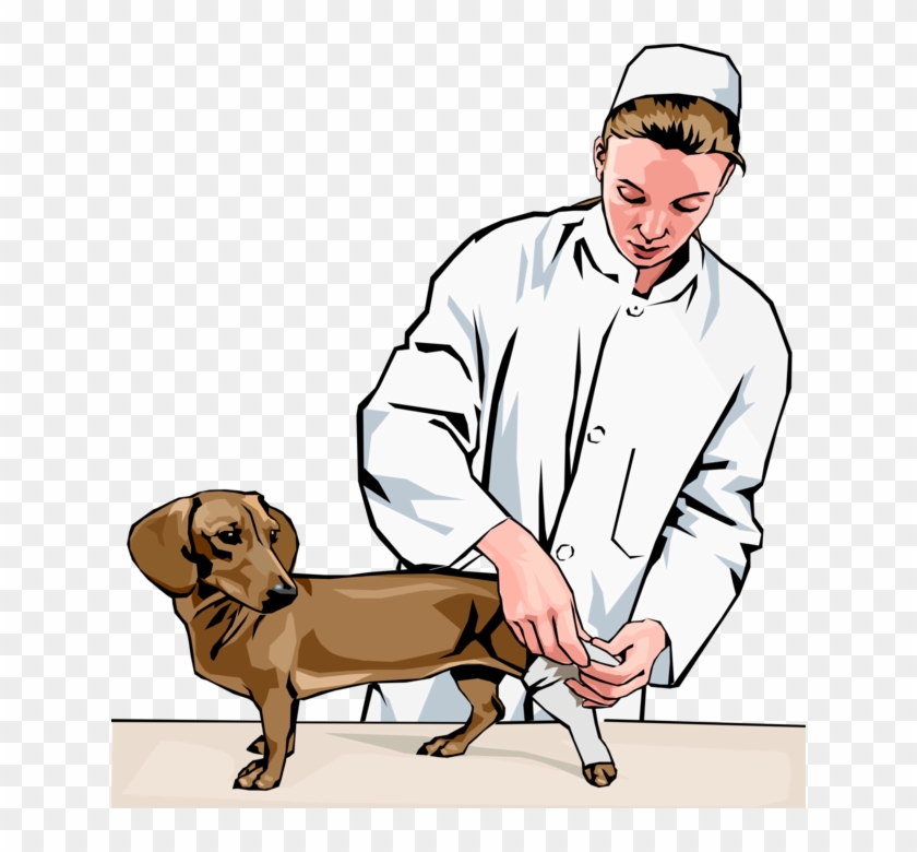 Vector Illustration Of Veterinary Physician Bandaging - Veterinarian Clipart - Png Download