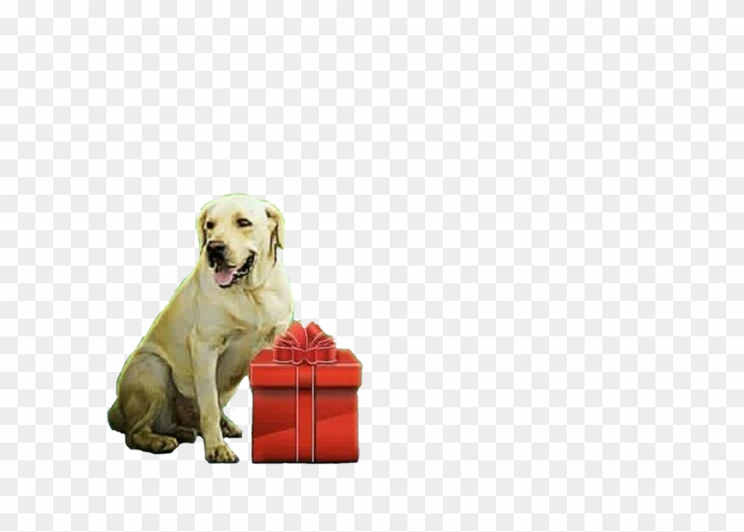Dog And Gift Box Png - - Picsart Dog Editing Background Clipart