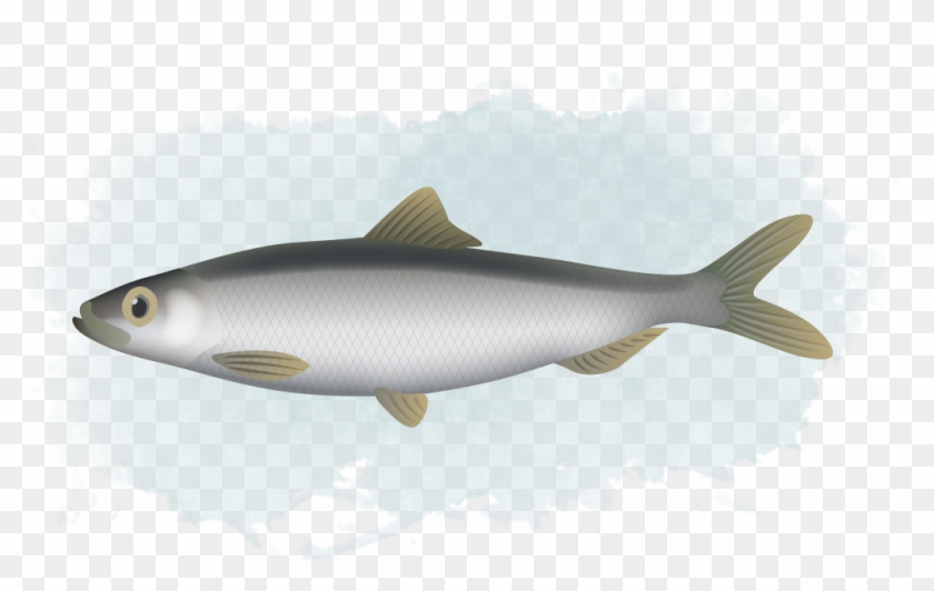 Herring - Coregonus Lavaretus Clipart #4476149