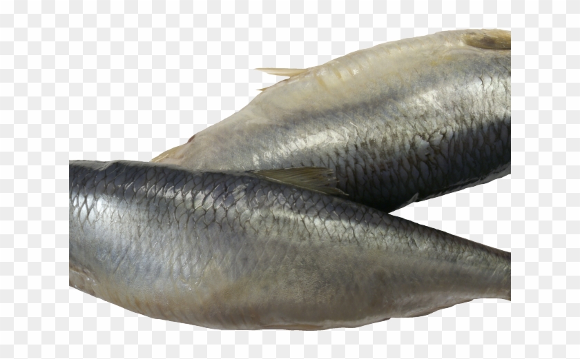 Herring Clipart Transparent - Oily Fish - Png Download #4476865