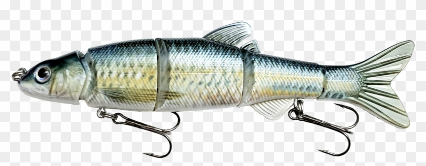 Coastal Cutthroat Trout Clipart