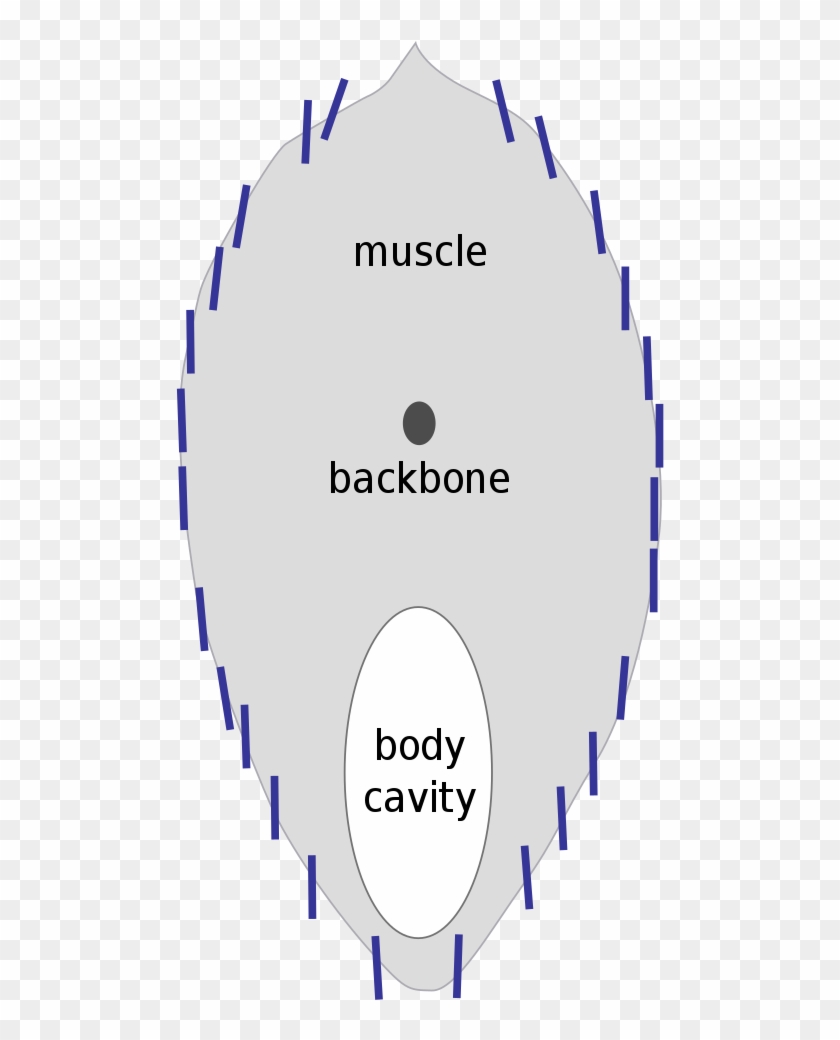 File - Herring Silvering - Svg - Circle Clipart