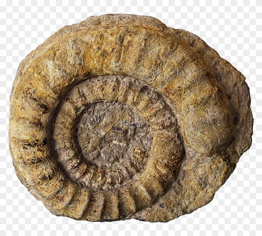 Fossils Png Clipart #4484322