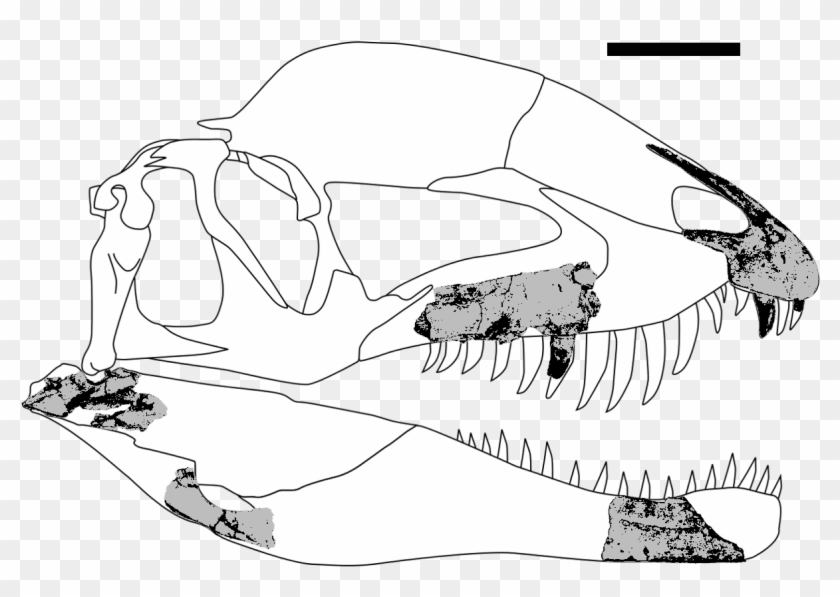 Dracovenator Fossils - Skull Clipart #4484350