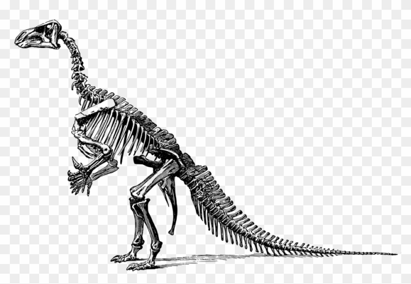 Tyrannosaurus Dinosaur Fossil Paleontology Skeleton - Black And White Dinosaur Skeleton Clipart