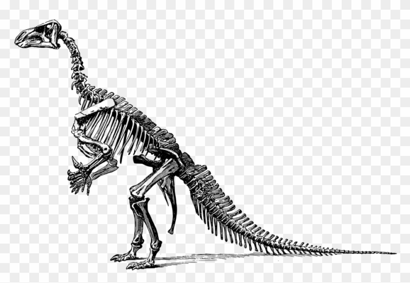 Tyrannosaurus Dinosaur Fossil Paleontology Skeleton - Black And White Dinosaur Skeleton Clipart #4484428