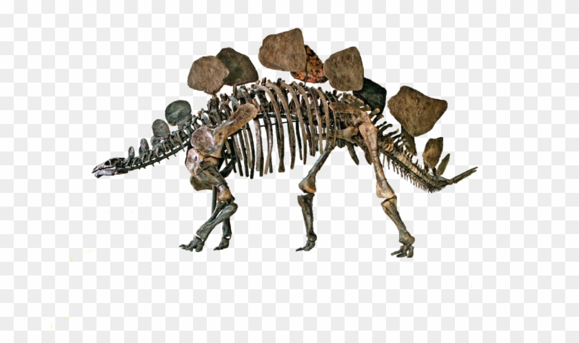 Natural History Museum Png Clipart #4484589