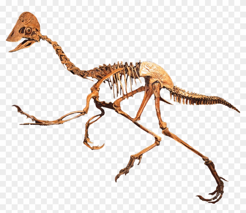 Anzu Wyliei Was Discovered By Fred Nuss Of Nuss Fossils - Dinosaur With Beak Clipart #4484625