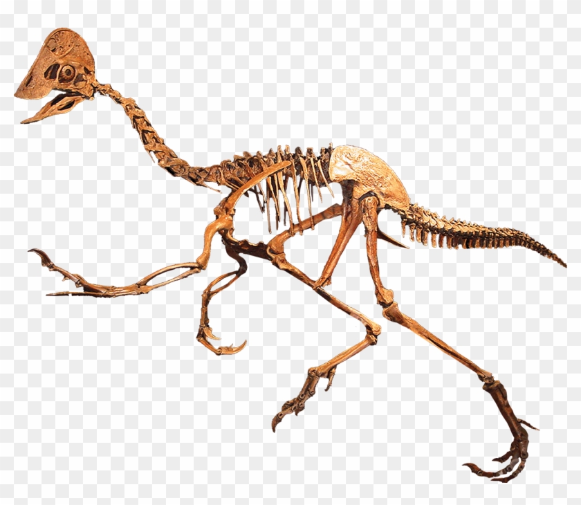 Anzu Wyliei Was Discovered By Fred Nuss Of Nuss Fossils - Dinosaur With Beak Clipart