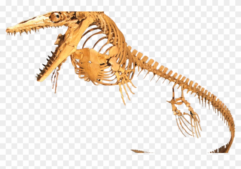 Fossils Found In Pembina Gorge - Mosasaur Fossil Clipart