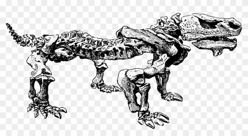 Dinosaur Fossil Paleontology Skeleton - Fosiles Blanco Y Negro Clipart