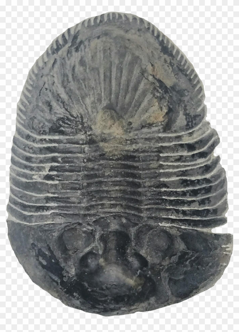 Thysanopeltis Trilobite - Trilobite Clipart #4485607