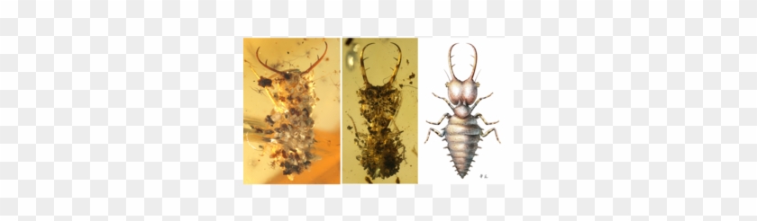 Amber Fossils Trapped Ancient Insects Wearing Camo - Ancient Insects Clipart #4485864