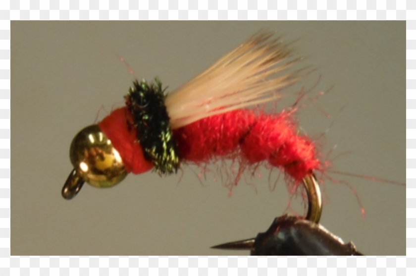 Mre Meal Ready To Eat - Insect Clipart #4486295