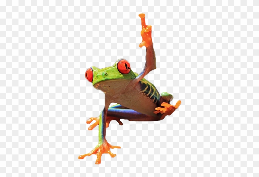 Frog Flipping Off Camera - True Frog Clipart