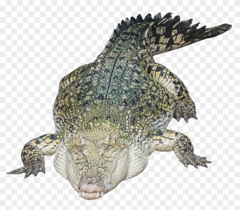 Alligator Png Photo - Transparent Crocodile Head Clipart #450427