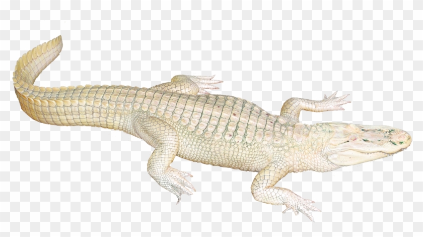 White Crocodile Png Clipart