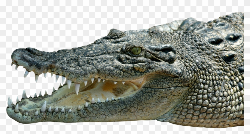 Crocodile - Saltwater Crocodile Png Clipart #450973