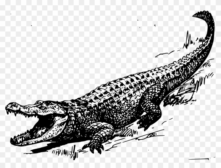 Alligator Png Clipart #451113
