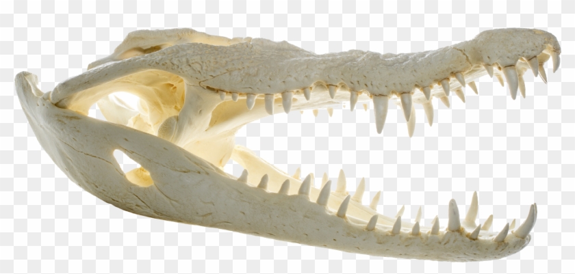 File - Crocodylus Niloticus - Skull - Muse - Crocodile Bone Png Clipart
