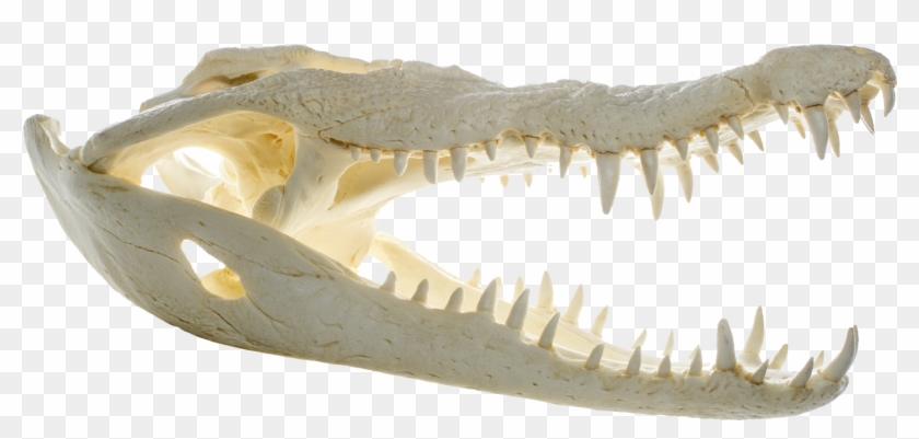 File - Crocodylus Niloticus - Skull - Muse - Crocodile Bone Png Clipart #451210