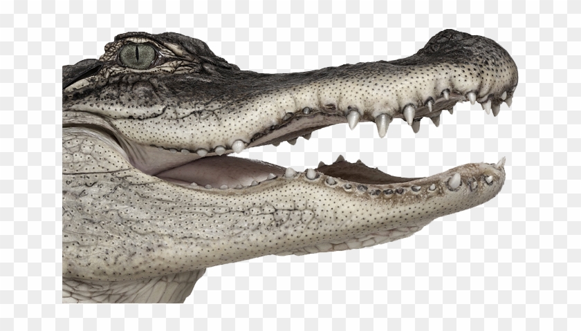 770 X 540 11 - Andrew Zuckerman Clipart