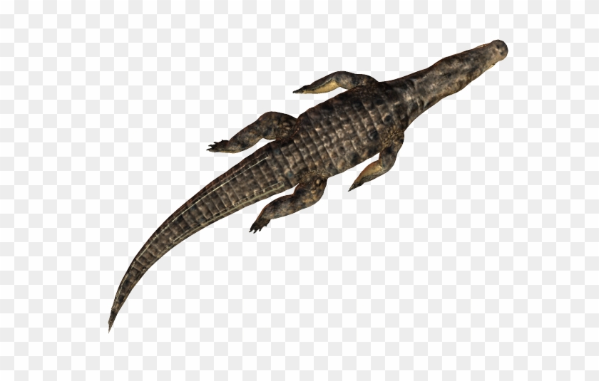 36 173k Croc Swim 2 05 Feb 2009 - Nile Crocodile Clipart #451448