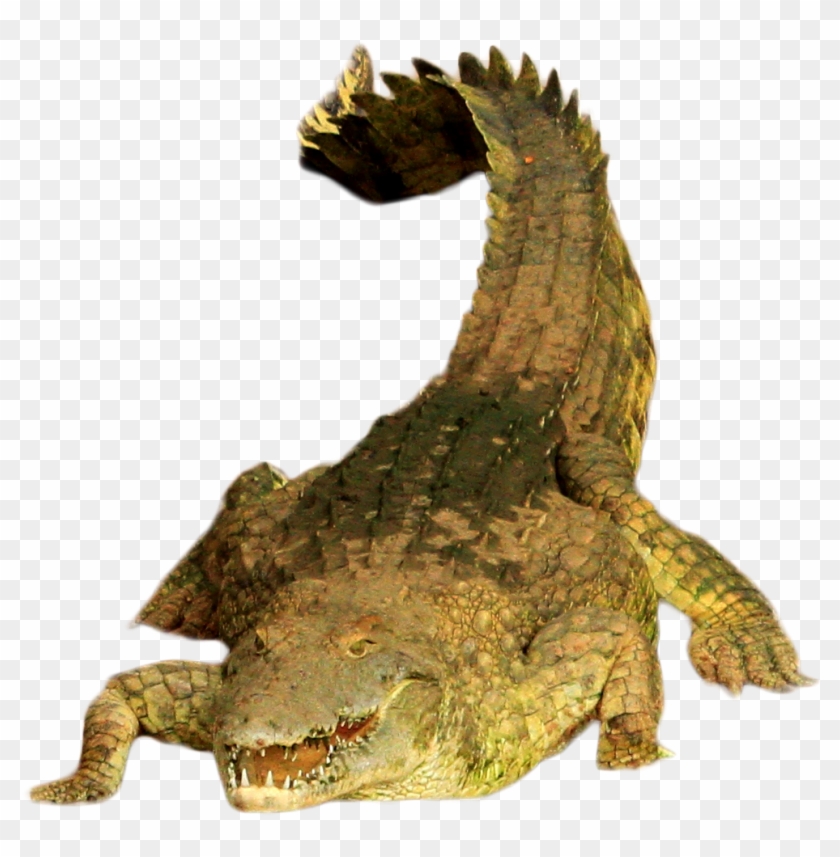 Green Crocodile - American Crocodile Clipart