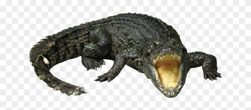 Crocodilo Png Clipart