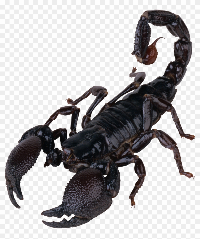 Scorpion Png Clipart #455690