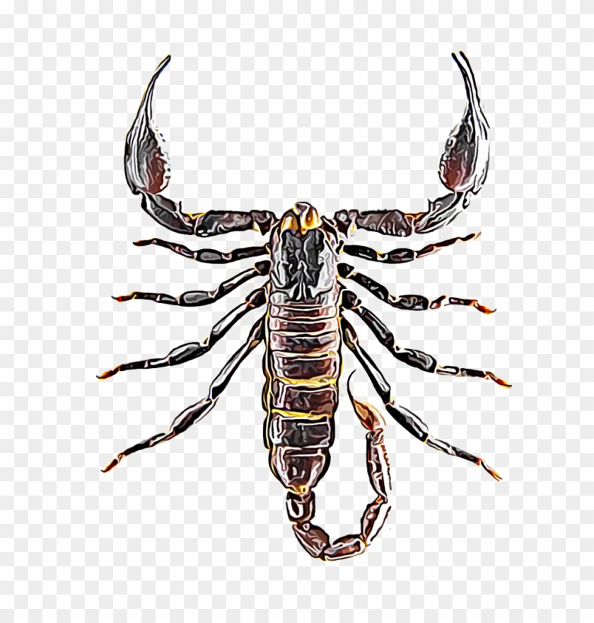 Scorpions - Scorpion Insects Clipart #455827