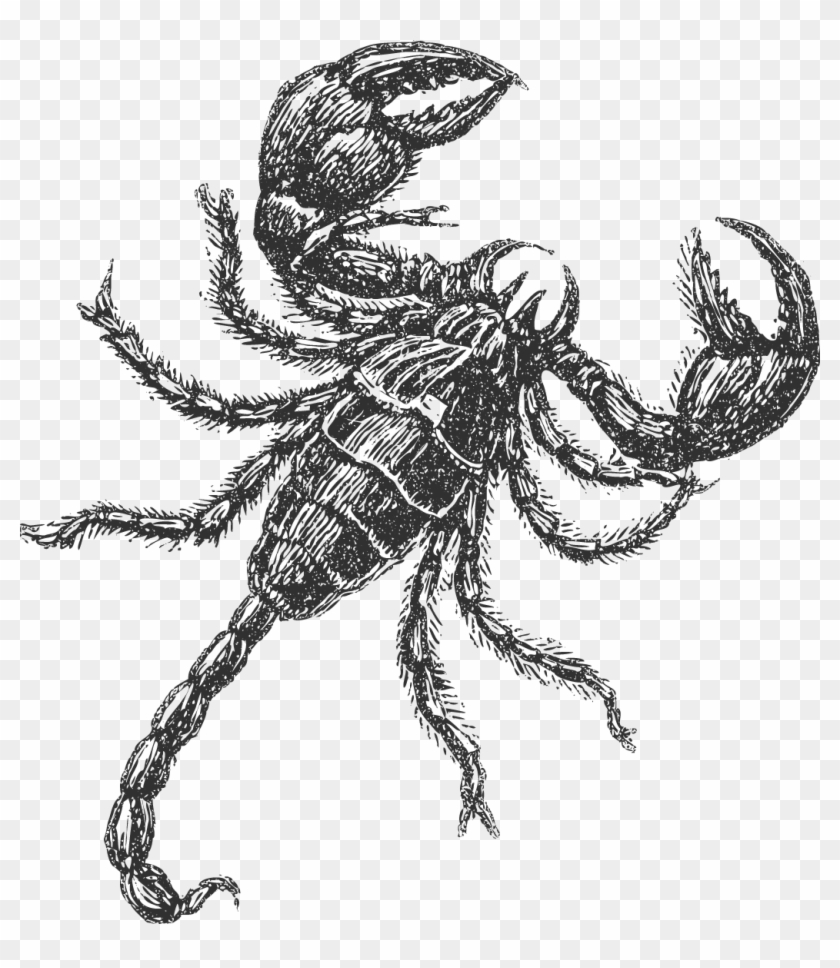 Menu - Sketsa Kalajengking Clipart