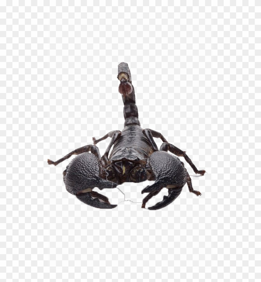 Poisonous Scorpion Transparent Image - Transparent Background Transparent Scorpions Clipart #456597