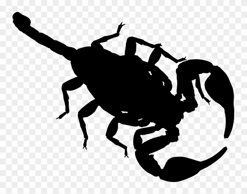 Medium Image - Many Pairs Of Antennae Does A Scorpion Have Clipart