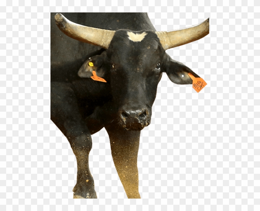 Big Black Cat - Bull Clipart #457271