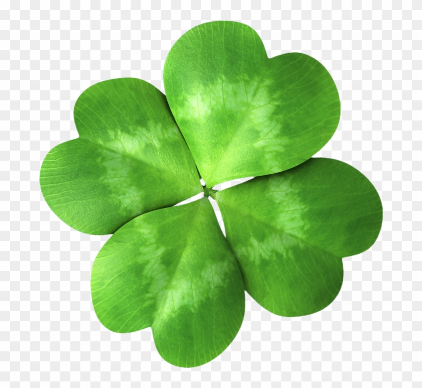 Four Leaf Clover - Plant With Rotational Symmetry Clipart