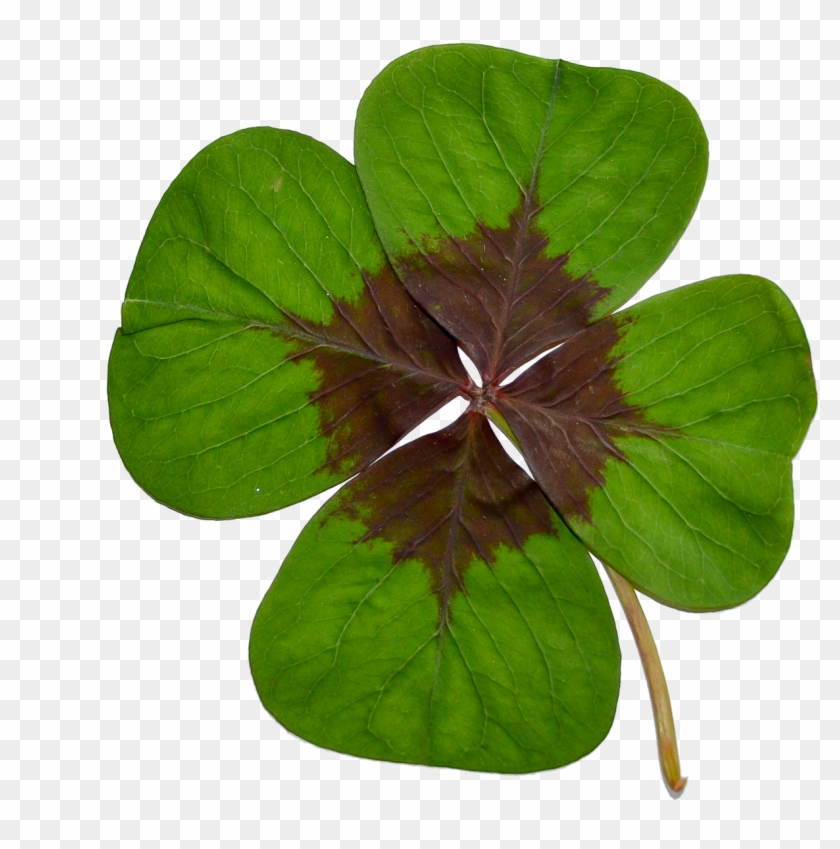 Four-leaf Clover Luck Green - Klavertje Vier Png Clipart