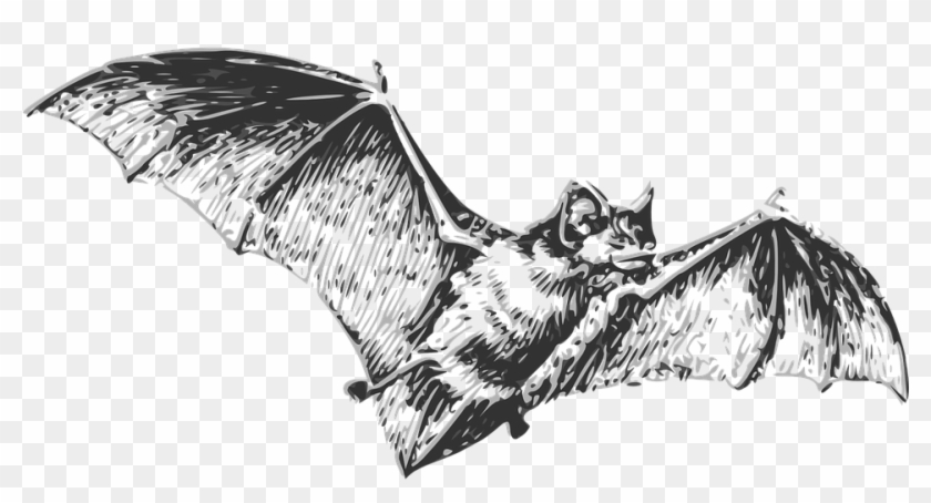 Bat Flying Wings Halloween Fear Fly - Bat Black And White Clipart #4501869
