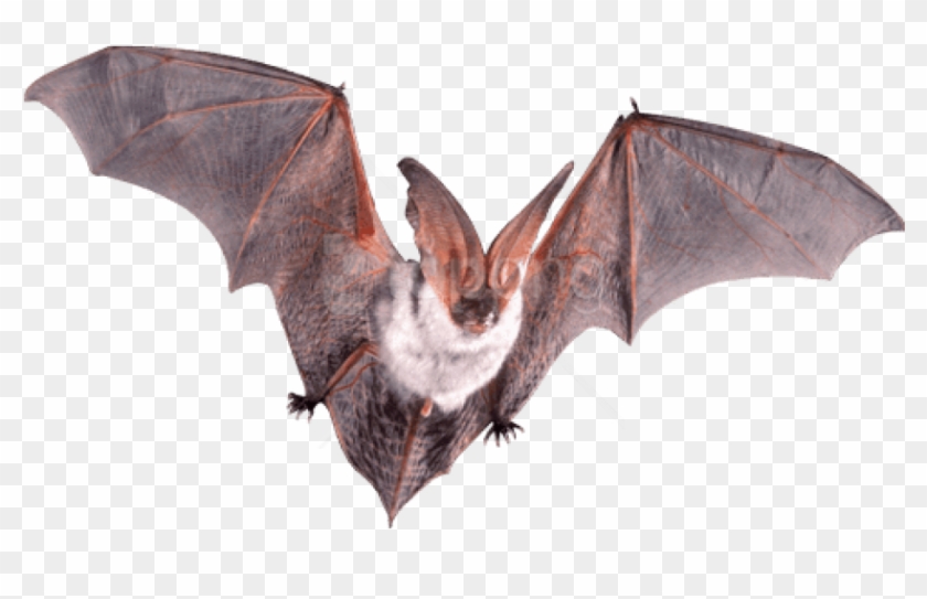 Free Png Download Bat Flying Open Wings Png Images - Bat Open Wings Clipart