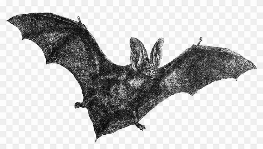 This Is A Vintage Bat Illustration From A Vintage Natural - Vampire Bat Clipart #4502074