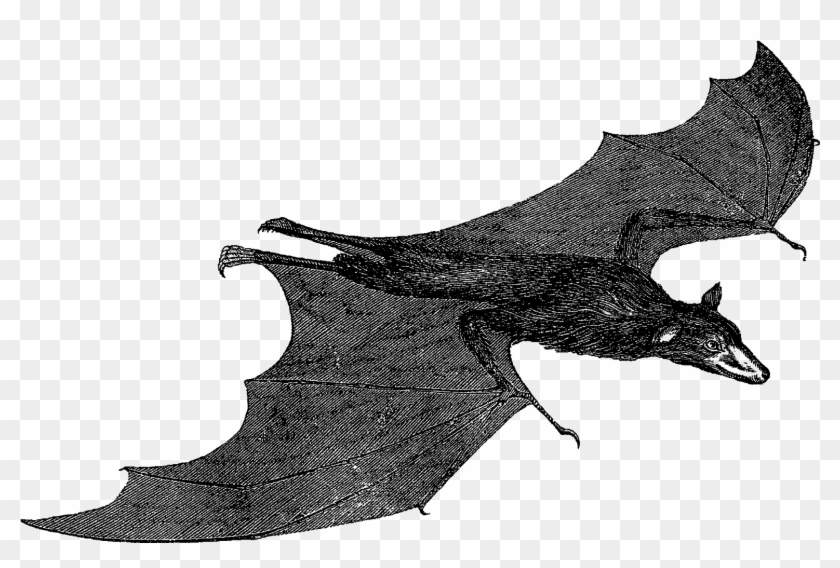 Scary Halloween Bat Images - Billfish Clipart #4502116