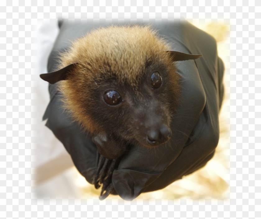 Disentangling Disease Transmission In Madagascar Fruit - Little Red Flying Fox Clipart #4502608