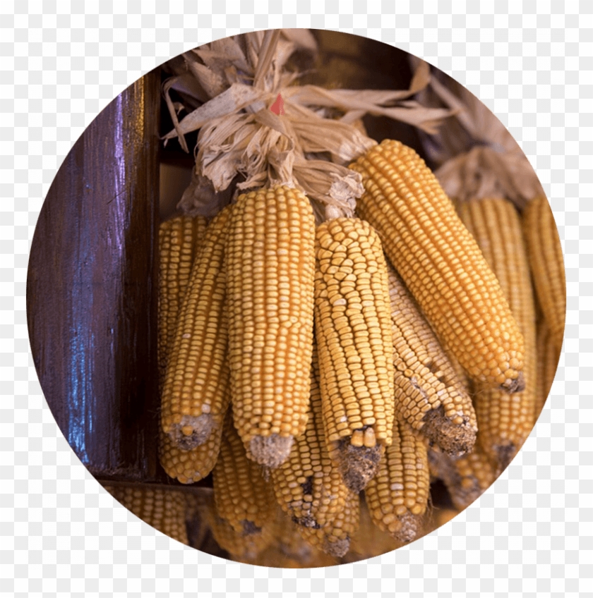 Corn Cob Png - Corn Kernels Clipart #4505683