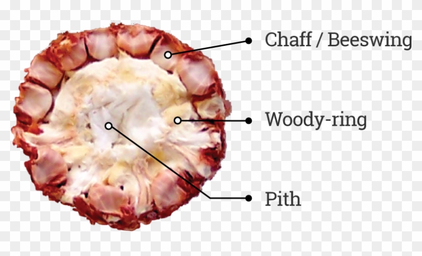 Corncob Particles Are Valuable Primarily Because They - Close-up Clipart
