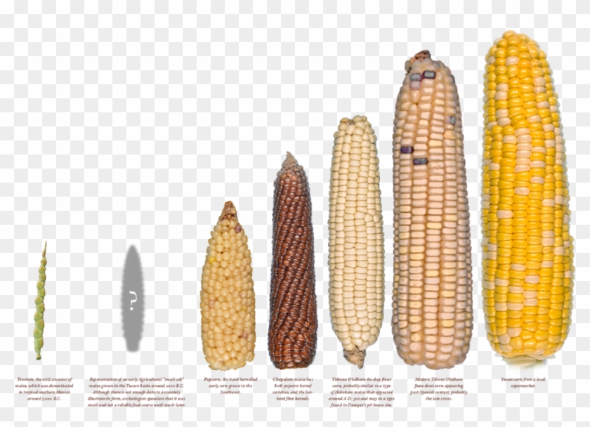 Popcorn Seeds, Agriculture, Experiment, Dna, Biology, - Seleccion Artificial Del Maiz Clipart