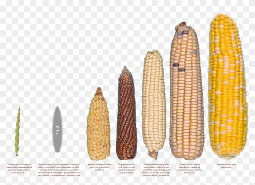 Popcorn Seeds, Agriculture, Experiment, Dna, Biology, - Seleccion Artificial Del Maiz Clipart #4506766