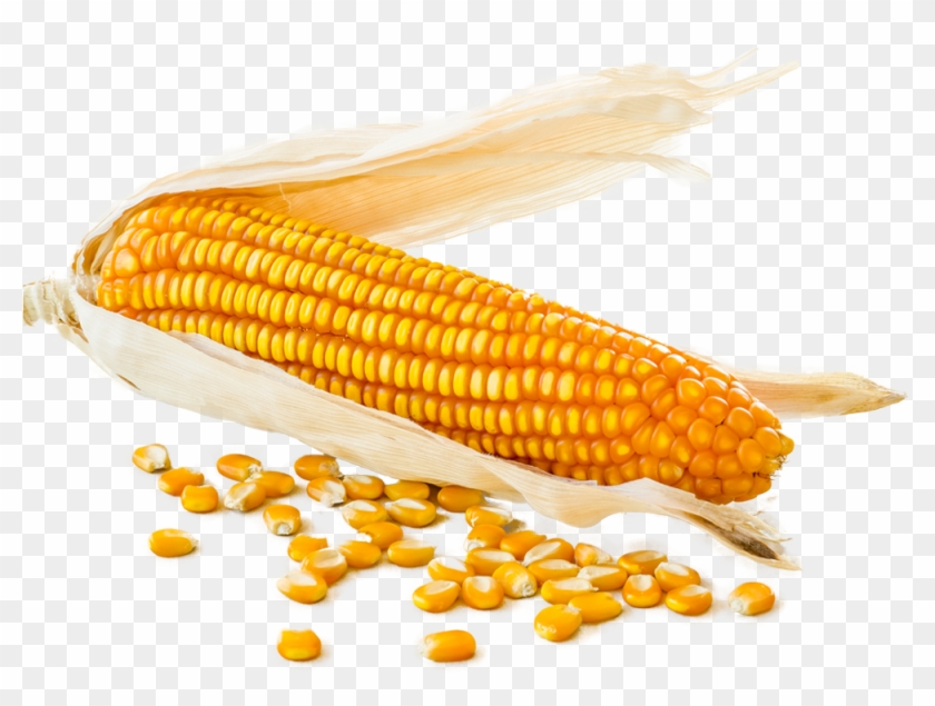 Corn Cob With Loose Corn Kernels Around - Corn Kernels Clipart